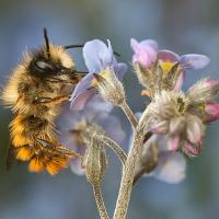 Red Mason Bee 5 